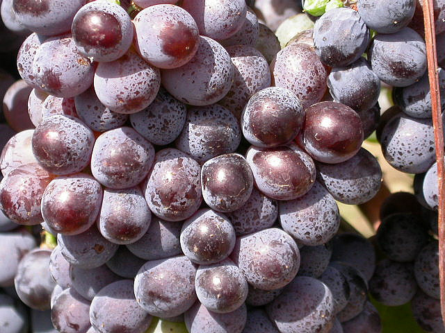 Degustazione vini e sapori di Calabria