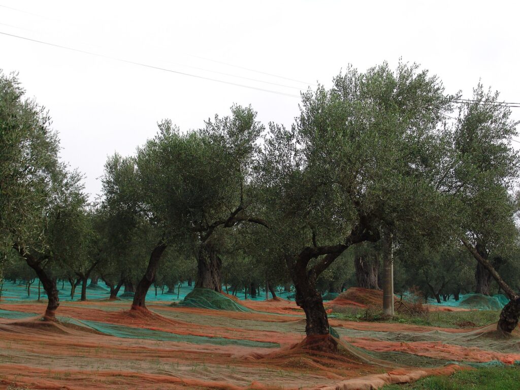 Uliveto in Calabria